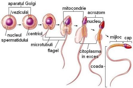 erecția organului genital masculin