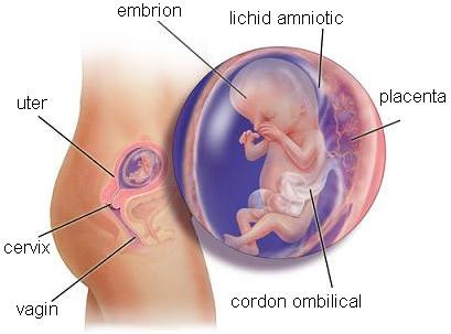 InfecÈia urinarÄ Ã®n sarcinÄ poate duce la naÈtere prematurÄ