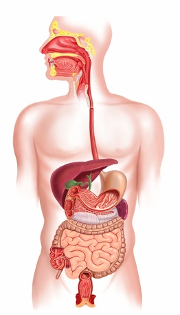 O nouă abordare permite identificarea genelor microbiene din intestinul uman