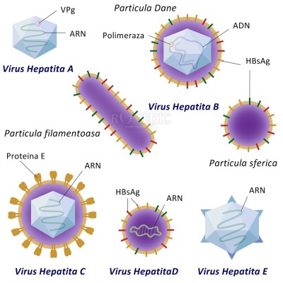 Semne de hepatită - cum recunoaștem hepatita