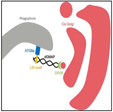 Muștele modificate genetic aduc noi informații cu privire la genele implicate în procesul de îmbătrânire