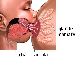 Sfaturi pentru alăptarea la sân