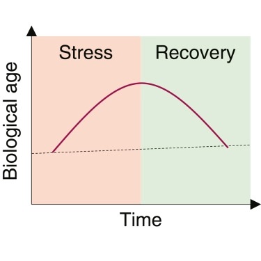Stresul poate crește rapid vârsta biologică, dar efectele sunt tranzitorii