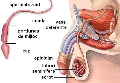 prostatita vezicule seminale