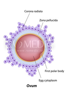 Îmbunătățirea autofagiei ar putea îmbunătăți calitatea ovocitelor și sănătatea reproducerii