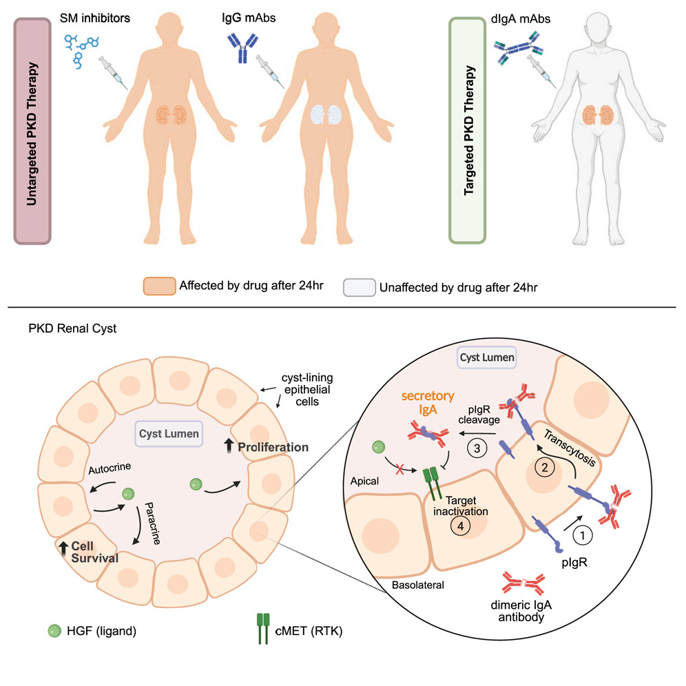 Terapia cu anticorp dimeric IgA anti-cMET pentru boala polichistică renală