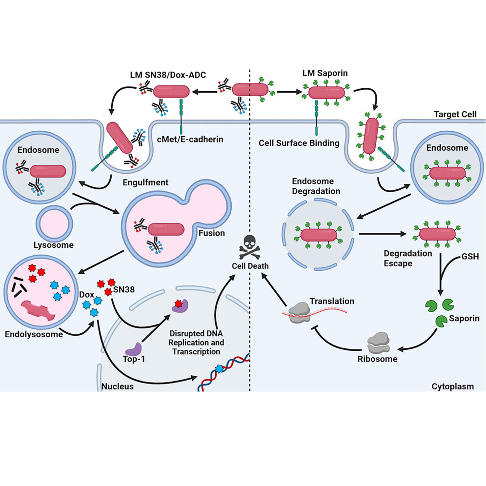 Bacteriile modificate genetic (Listeria monocytogenes) pot livra toxine anticancer direct în tumori: o nouă strategie împotriva cancerului colorectal