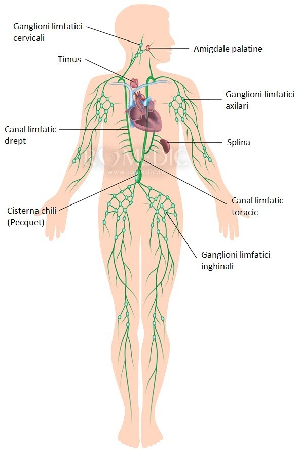 Ganglionii limfatici se inflamează cu prostatita